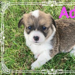 Pembroke Welsh Corgi Puppies from Red Wagon Farm