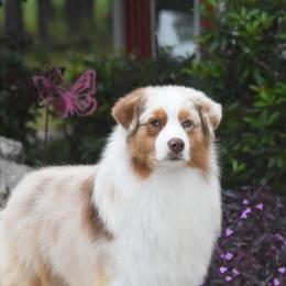 Julian - Australian Shepherd