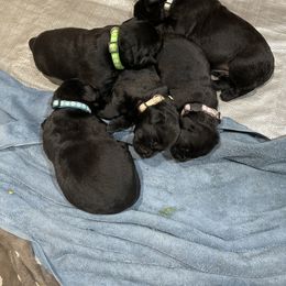 Labrador Retriever Puppies from Geronimo Labradors