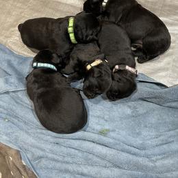 Labrador Retriever Puppies from Geronimo Labradors