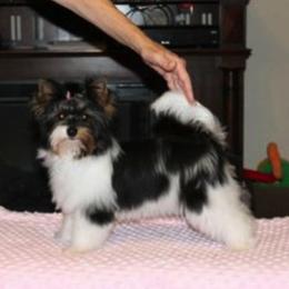 Biewer Terrier Puppies from Magical Biewers