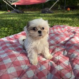 Mal-Shi, Maltese, Maltipoo, Poodle, and Shih Tzu Puppies from Joy-Fur Puppies