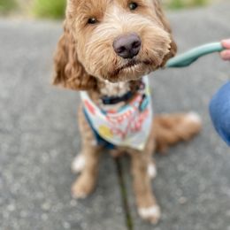 Summit - Goldendoodle
