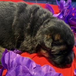 SAMSON - Black and red male German Shepherd puppy in Yorkville, Illinois from Vom Archbold Haus World Class German Shepherds
