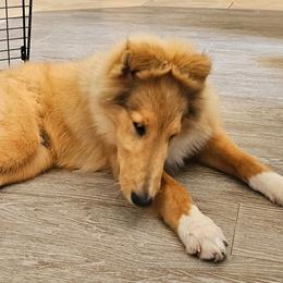 QUEST - Sable and white male Collie puppy in Lancaster, California from Kaslynkay's Collies
