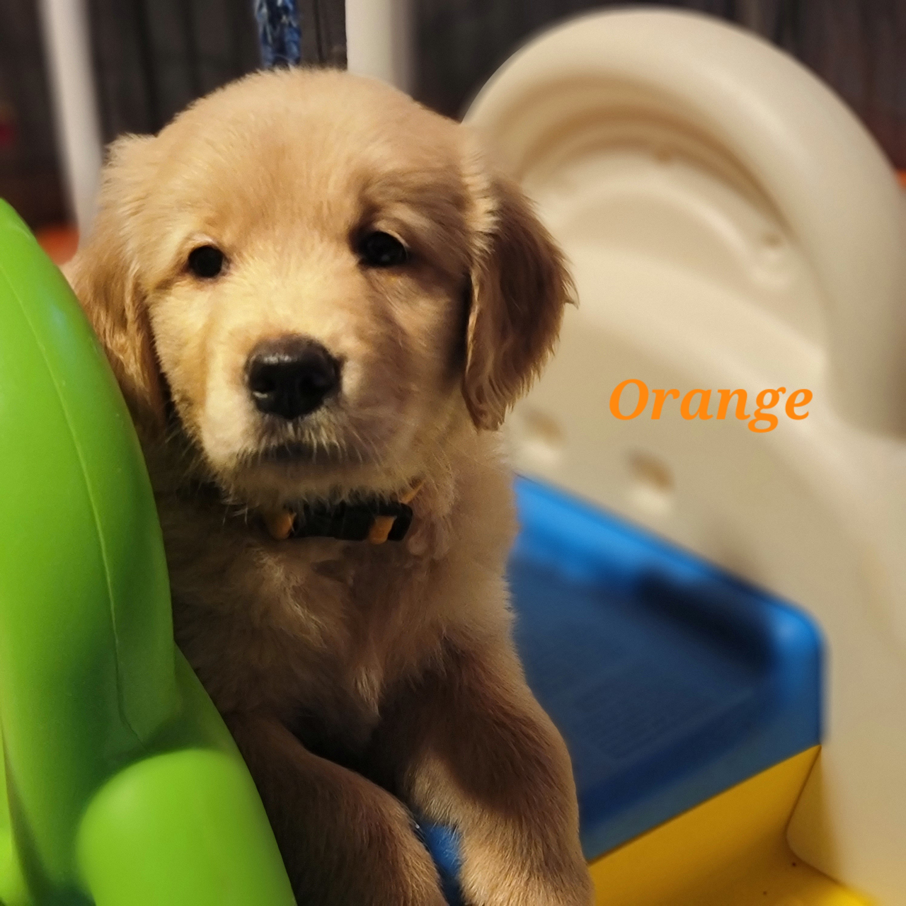 Golden Retriever Puppies from JK Goldens