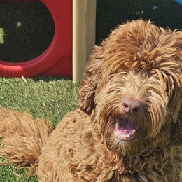 Labradoodles from Gunter Cavaliers