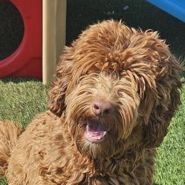 Labradoodles from Gunter Cavaliers