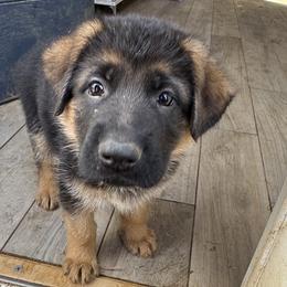 Miss Spring Green - Black and red female German Shepherd puppy in Purcellville, Virginia from Starry Night German Shepherd Dogs