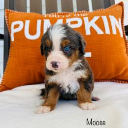 Moose - Tri-color male Bernedoodle puppy in Auburn, Indiana from Martin’s Doodles