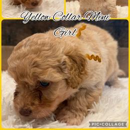 Yellow collar girl - Apricot female Goldendoodle puppy in San Augustine, Texas from Vintage Doodles