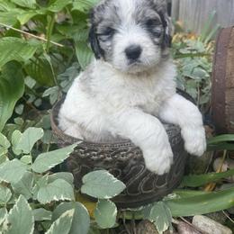 Cosmo - Merle male Saint Berdoodle puppy in Traverse City, Michigan from Bare Paws Saint Berdoodles