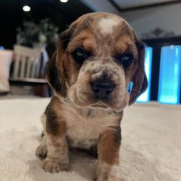 Knox - Black tan and redtick male Beagle puppy in Brownsboro, Texas from Willow Bark Beagles
