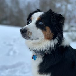 Carolina - Australian Shepherd