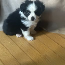 Spud - Black tri male Toy Australian Shepherd puppy in Needham, Indiana from Tiny Toy Aussies