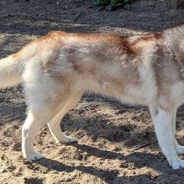 GG( sangria) - Siberian Husky