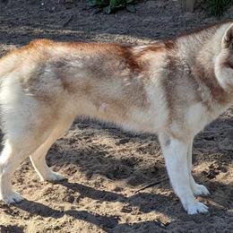 GG( sangria) - Siberian Husky