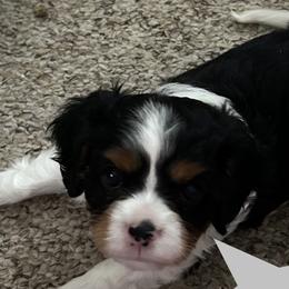 Cavalier King Charles Spaniels from Dorcas Hooks
