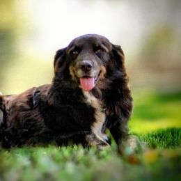 Rivet - Australian Shepherd