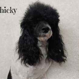 Chicky - Poodle