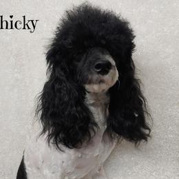 Chicky - Poodle