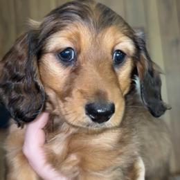 Alena (RUSSIAN LINES) - Red female Dachshund puppy in Goldthwaite, Texas from Mini Mama Dachshunds
