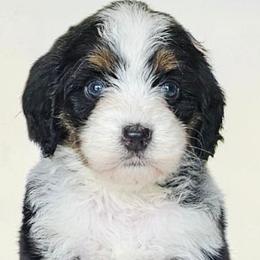 Briana - Tri-color female Bernedoodle puppy in Glenford, Ohio from Mi-De Doodles