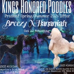 Poodle puppies from Kings Honored Poodles