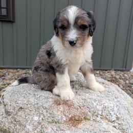 Zeke - Blue merle male Bernedoodle puppy in Beach City, Ohio from Blue Cloud Doodles