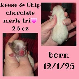 Girl 2 - Chocolate merle female Pomeranian puppy in Creswell, North Carolina from Grace's Poms🐾💕