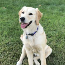 Ginger - Golden Retriever