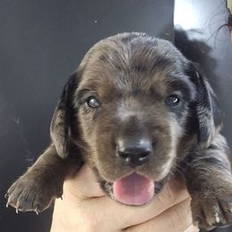 Rocky Road - Dapple male Dachshund puppy in Bigfork, Minnesota from Long Ears and Long Dogs Ranch