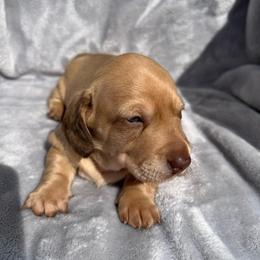 Yukon - Cream female Dachshund puppy in Ocala, Florida from Weenie Boops