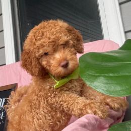 Fife - Red  male Goldendoodle puppy in Camden, North Carolina from Oopsie Doodles of NC
