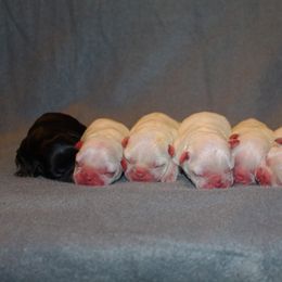Boxer, Bulldog, and French Bulldog Puppies from Hillview Kennels