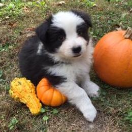 Border Collie Puppies from Peachy Keen Border Collies