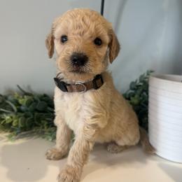 Biscuit - Cream male Goldendoodle puppy in Ambrose, Georgia from Brandilyn's Aussies