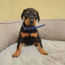 Blue boy - Black and rust male Doberman Pinscher puppy in Leslie, Arkansas from Shakarri Irish Setters