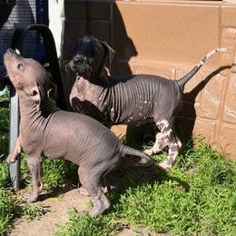 Horchata - Black white and tan female Xoloitzcuintli puppy in Manitowoc, Wisconsin from Wonderland Kennel
