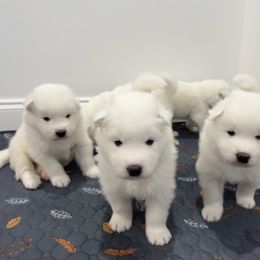 Samoyed Puppies from Southern Roux Samoyeds