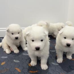 Samoyed Puppies from Southern Roux Samoyeds