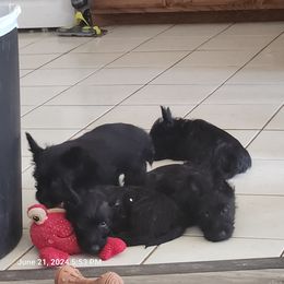 Scottish Terrier Puppies from Charissa Hannabass