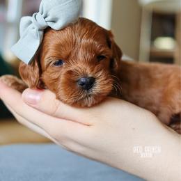 Winnie - Red female Cavapoo puppy in Salado, Texas from Red Ranch Dogs