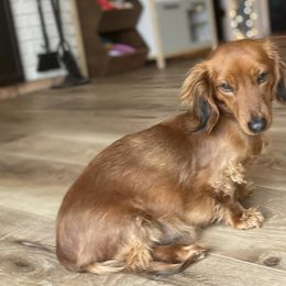 Paisley - Dachshund