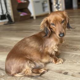 Paisley - Dachshund