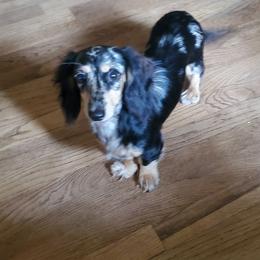 Piper - Dachshund