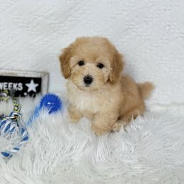 Blue (Independence Day sale) - Apricot male Poodle puppy in Florida from Adorable Toy-Miniature Poodles