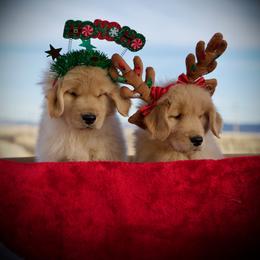 Goldendoodle and Golden Retriever Puppies from California Golden Love