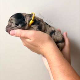 Goldendoodle Puppies from Winnie at Haven's Doodles