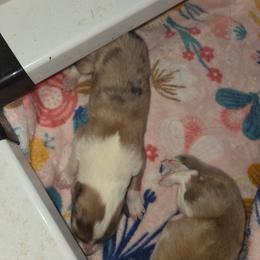Girl 2 - Sable merle female Collie puppy in Lafayette, Indiana from Katrina's Collies